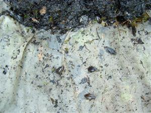 TML, zber materiálu